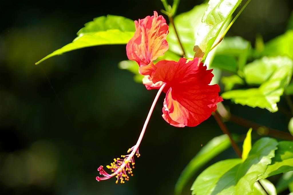 Manuel Antonio Hostel Resort 외부 사진